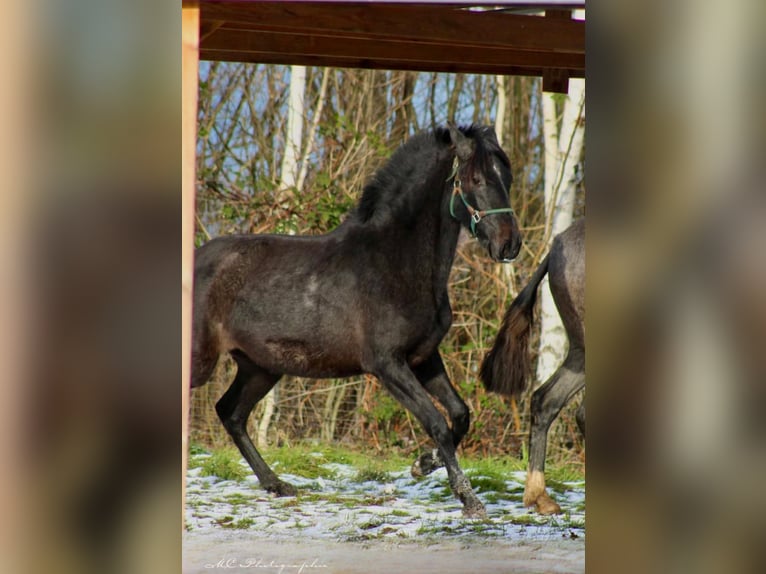 PRE Merrie 2 Jaar 160 cm Zwartschimmel in Brandis