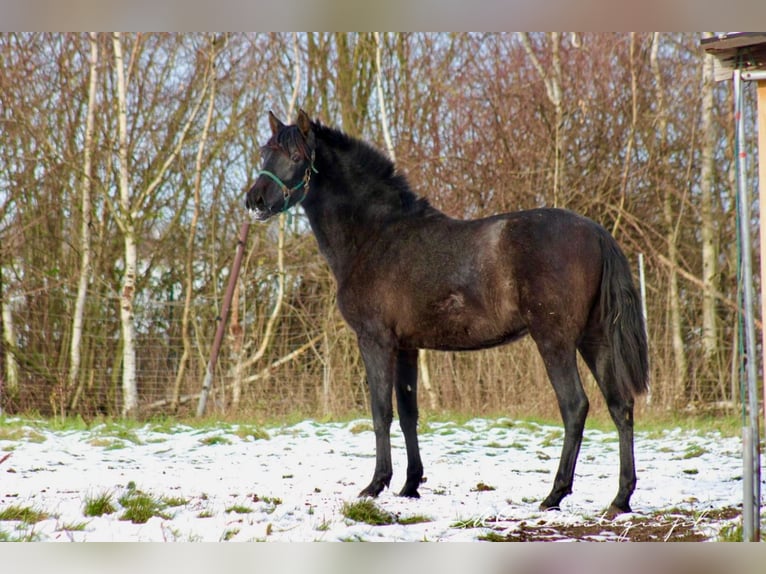 PRE Merrie 2 Jaar 160 cm Zwartschimmel in Brandis