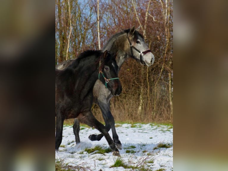 PRE Merrie 2 Jaar 160 cm Zwartschimmel in Brandis