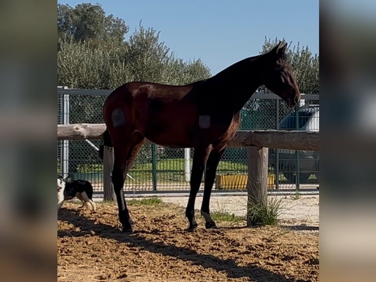PRE Mix Merrie 2 Jaar 161 cm Bruin in vejer de la frontera