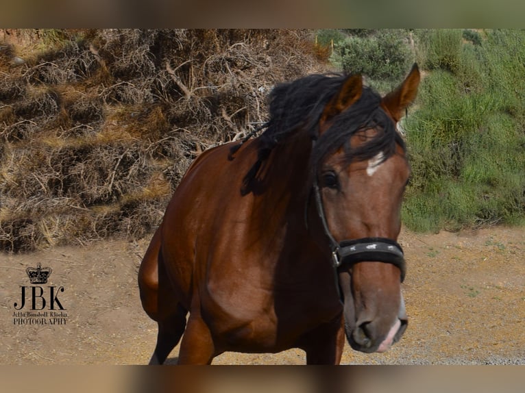 PRE Merrie 2 Jaar 161 cm Bruin in Tabernas Almeria