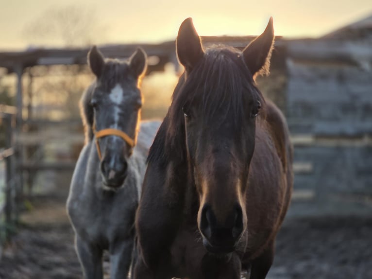 PRE Mix Merrie 2 Jaar 162 cm Bruin in Polenz