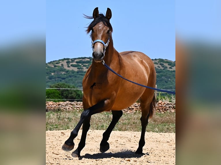 PRE Mix Merrie 2 Jaar 162 cm Falbe in Menorca