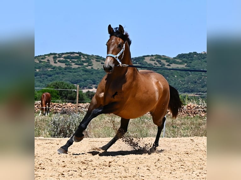 PRE Mix Merrie 2 Jaar 162 cm Falbe in Menorca