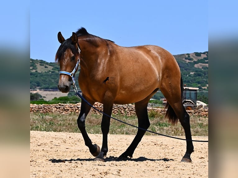 PRE Mix Merrie 2 Jaar 162 cm Falbe in Menorca