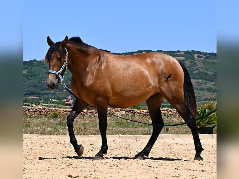 PRE Mix Merrie 2 Jaar 162 cm Falbe in Menorca