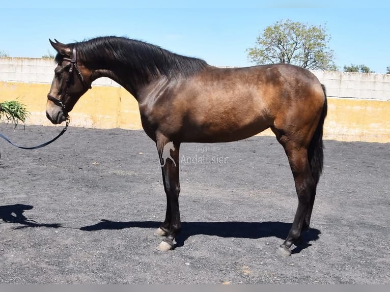 PRE Merrie 2 Jaar 162 cm Falbe in Provinz Granada