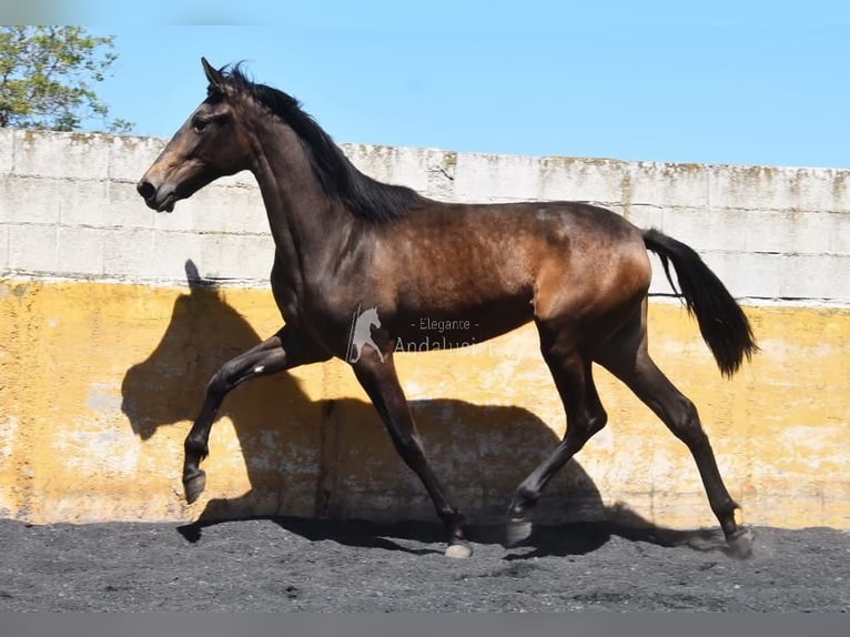 PRE Merrie 2 Jaar 162 cm Falbe in Provinz Granada