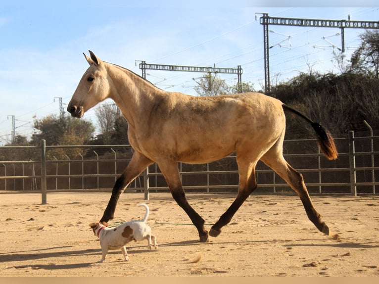 PRE Mix Merrie 2 Jaar 163 cm Falbe in Hamburg