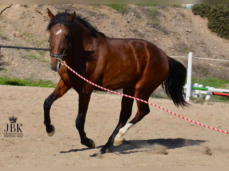 PRE Mix Merrie 2 Jaar 164 cm Bruin in Tabernas Almeria