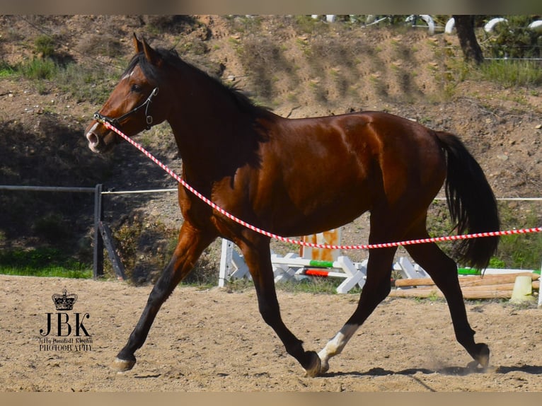 PRE Mix Merrie 2 Jaar 164 cm Bruin in Tabernas Almeria