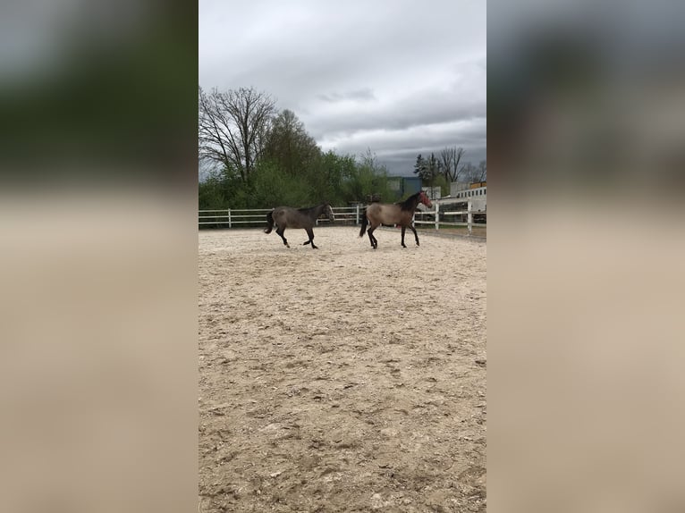 PRE Merrie 2 Jaar 164 cm Schimmel in Bibertal