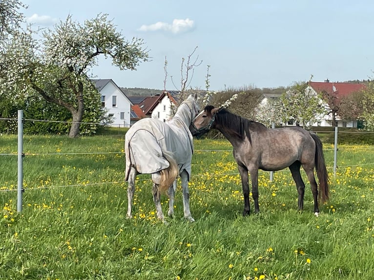 PRE Merrie 2 Jaar 164 cm Schimmel in Bibertal