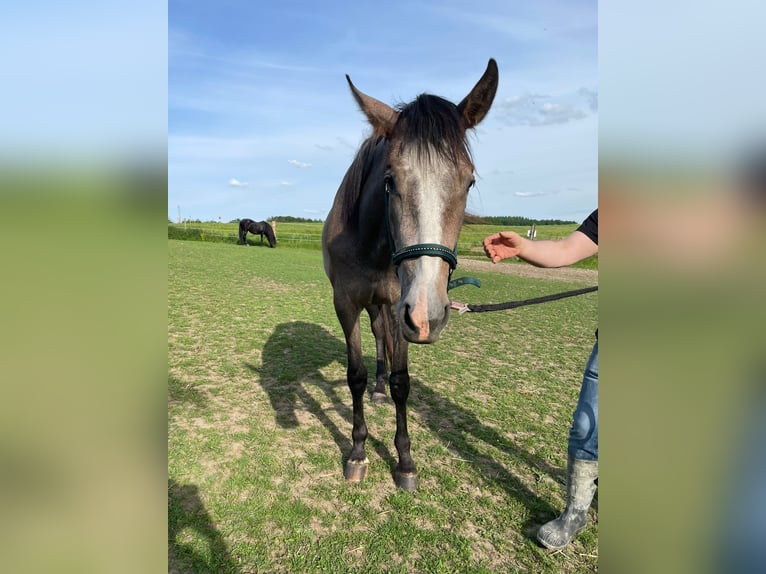 PRE Mix Merrie 2 Jaar 164 cm Schimmel in Bibertal