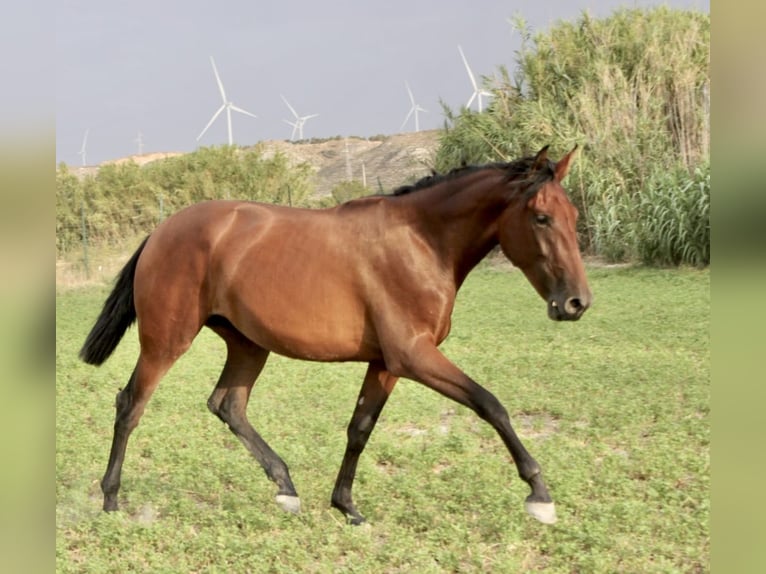 PRE Merrie 2 Jaar 165 cm Bruin in Zaragoza