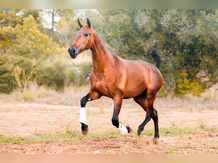 PRE Merrie 2 Jaar 165 cm Bruin in Vilanova y la Geltru