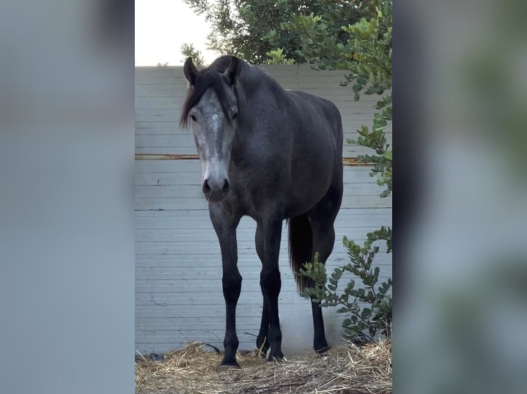 PRE Merrie 2 Jaar 165 cm in Valencia