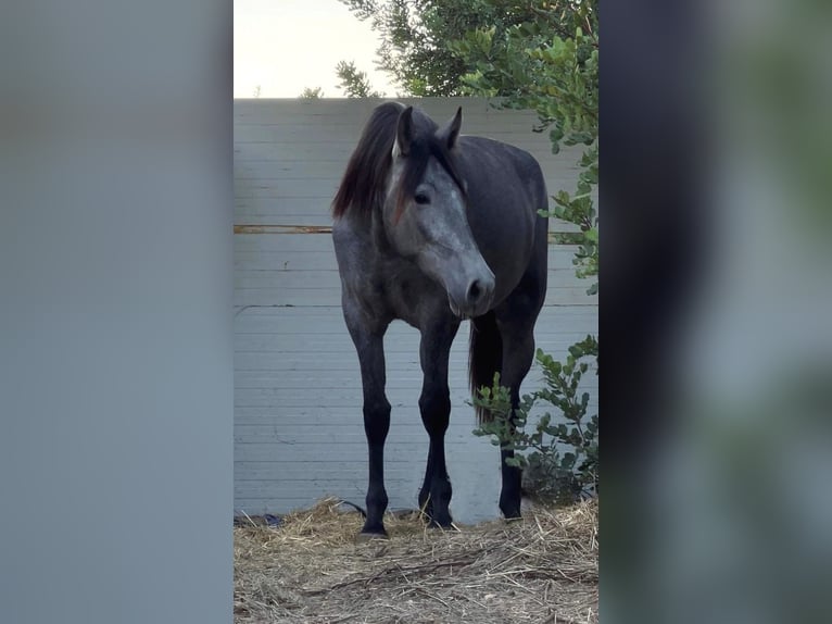 PRE Merrie 2 Jaar 165 cm in Valencia
