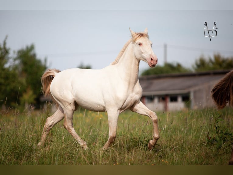 PRE Merrie 2 Jaar 165 cm Falbe in LA VESPIÈRE