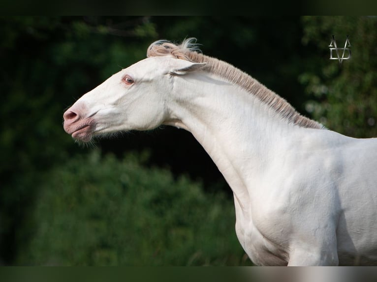 PRE Merrie 2 Jaar 165 cm Falbe in LA VESPIÈRE