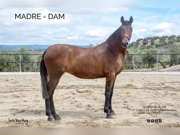 PRE Merrie 2 Jaar 165 cm Palomino in Arjona