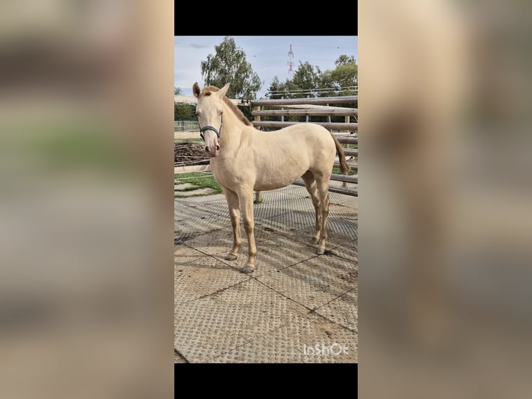 PRE Merrie 2 Jaar 165 cm Perlino in Tábor