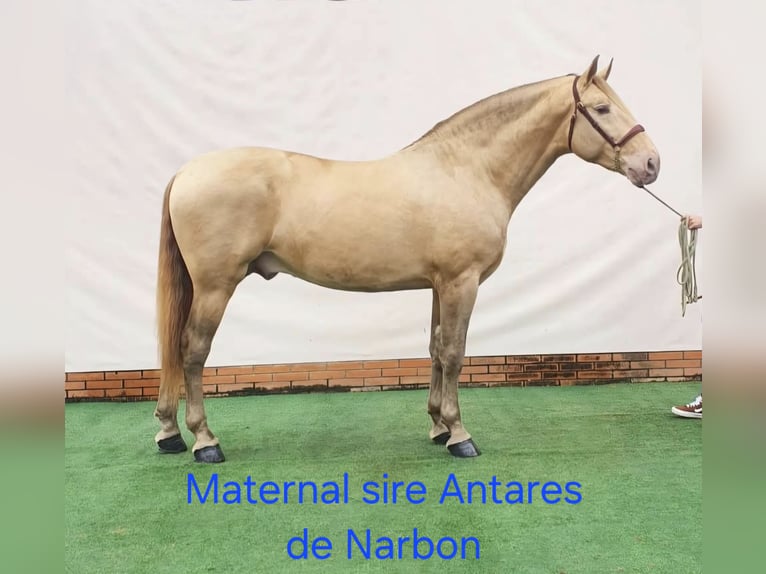 PRE Merrie 2 Jaar 165 cm Perlino in Tábor