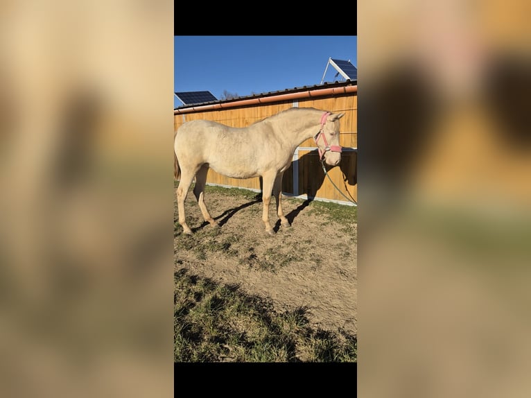 PRE Merrie 2 Jaar 165 cm Perlino in Tábor