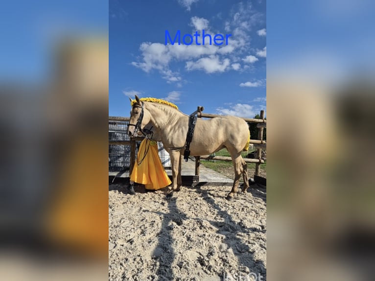 PRE Merrie 2 Jaar 165 cm Perlino in Tábor