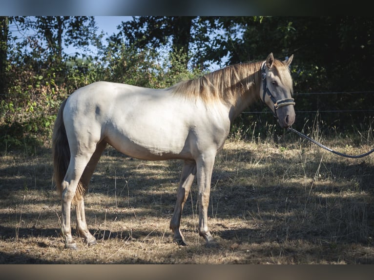 PRE Merrie 2 Jaar 165 cm Perlino in Loye sur Aron