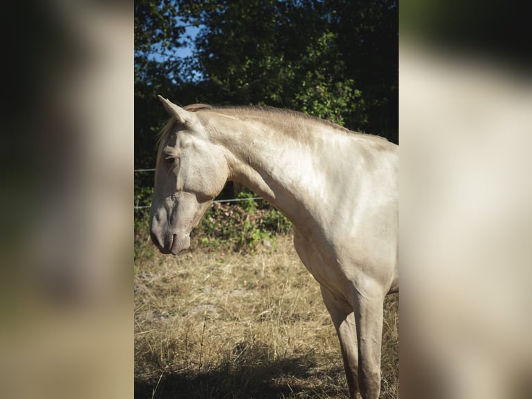 PRE Merrie 2 Jaar 165 cm Perlino in Loye sur Aron