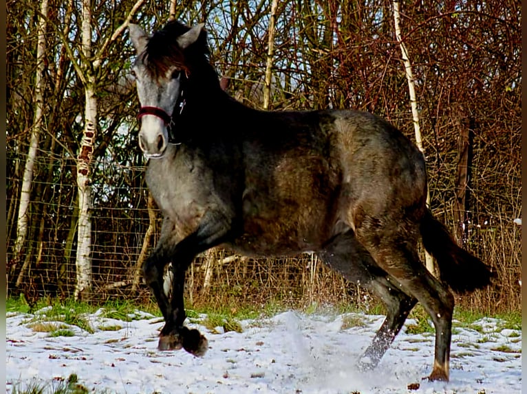 PRE Merrie 2 Jaar 165 cm Schimmel in Brandis