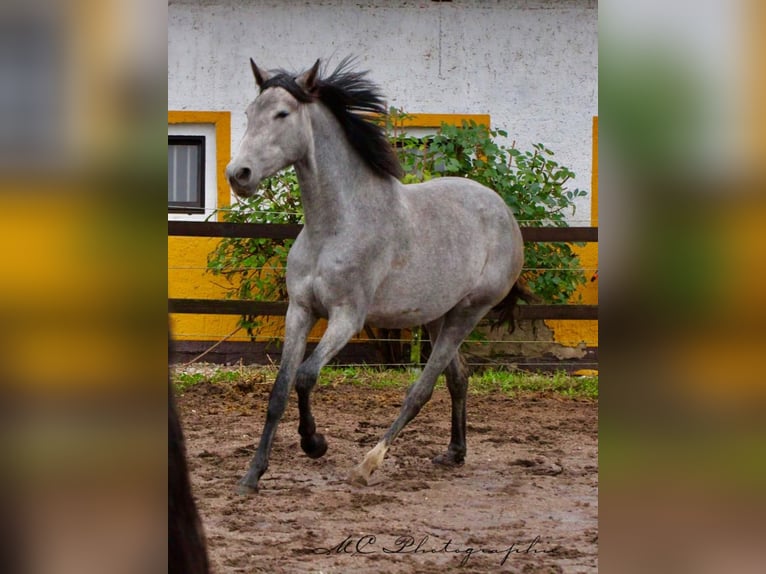 PRE Merrie 2 Jaar 165 cm Schimmel in Brandis