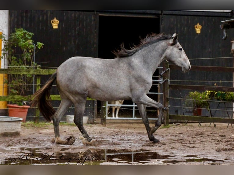PRE Merrie 2 Jaar 165 cm Schimmel in Brandis