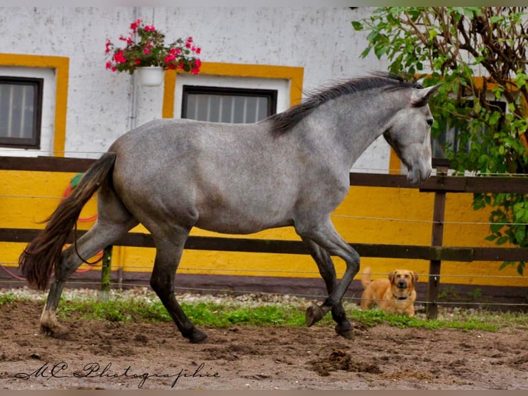 PRE Merrie 2 Jaar 165 cm Schimmel in Brandis