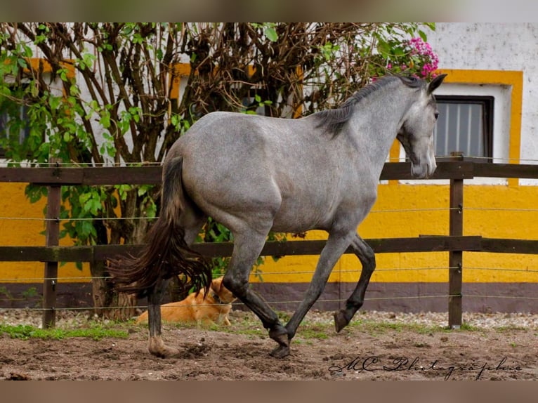 PRE Merrie 2 Jaar 165 cm Schimmel in Brandis