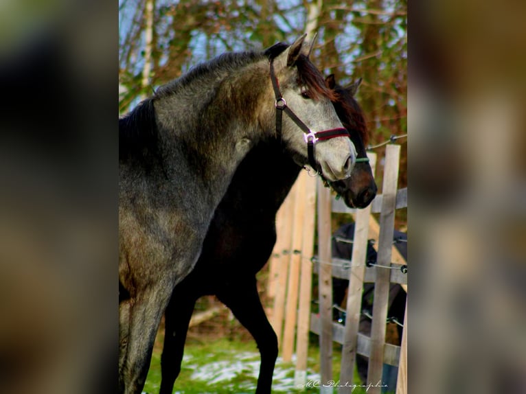 PRE Merrie 2 Jaar 165 cm Schimmel in Brandis