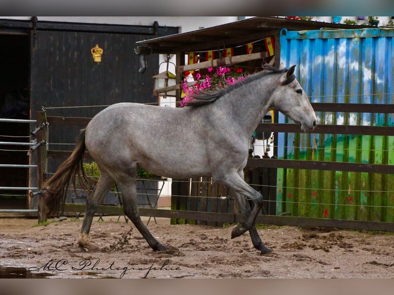 PRE Merrie 2 Jaar 165 cm Schimmel in Brandis
