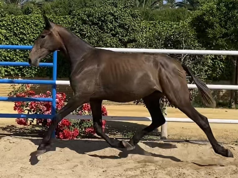 PRE Merrie 2 Jaar 165 cm Schimmel in Fuentes De Andalucia