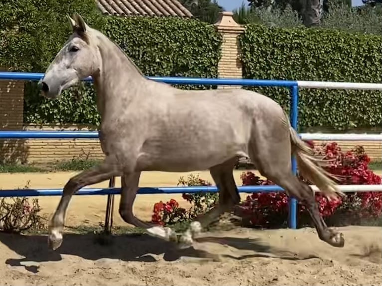 PRE Merrie 2 Jaar 165 cm Schimmel in Fuentes De Andalucia