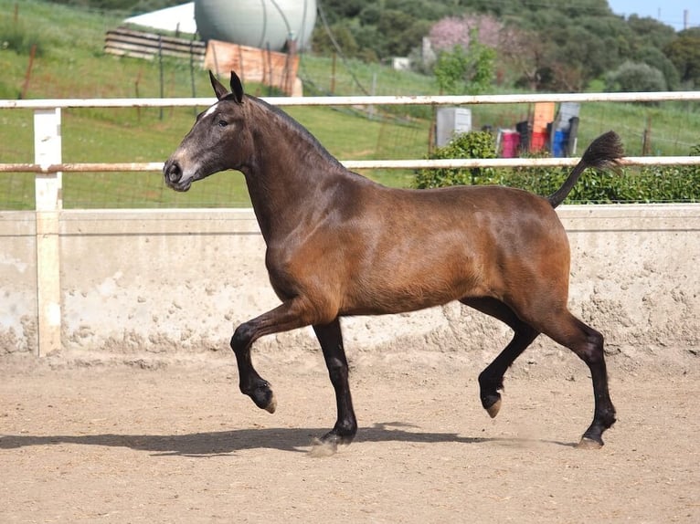 PRE Mix Merrie 2 Jaar 165 cm Schimmel in Navas Del Madroño