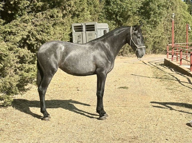 PRE Mix Merrie 2 Jaar 165 cm Schimmel in Galaroza (Huelva)