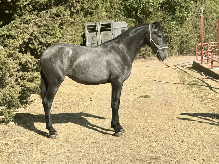 PRE Mix Merrie 2 Jaar 165 cm Schimmel in Galaroza (Huelva)