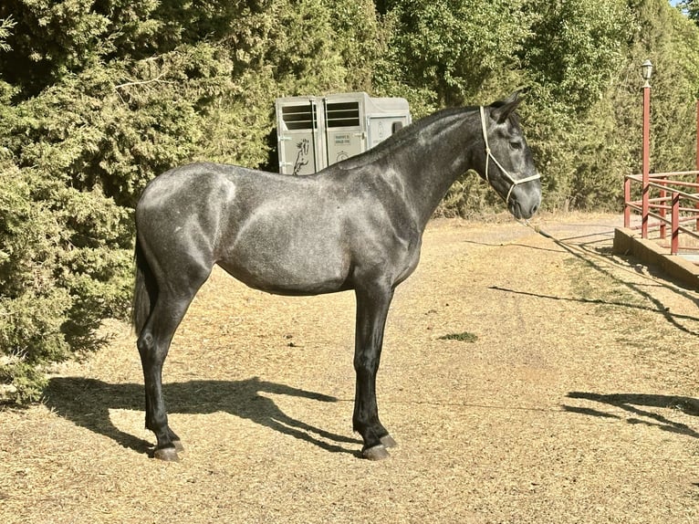PRE Mix Merrie 2 Jaar 165 cm Schimmel in Galaroza (Huelva)