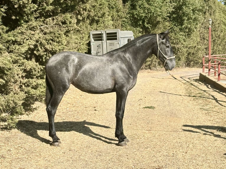 PRE Mix Merrie 2 Jaar 165 cm Schimmel in Galaroza (Huelva)