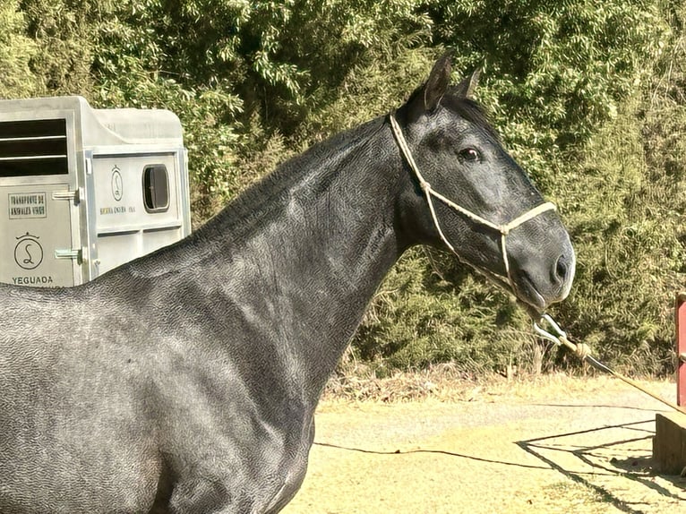 PRE Mix Merrie 2 Jaar 165 cm Schimmel in Galaroza (Huelva)