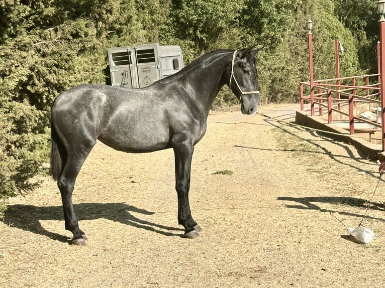 PRE Mix Merrie 2 Jaar 165 cm Schimmel in Galaroza (Huelva)