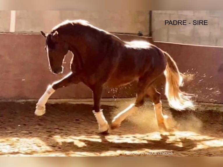 PRE Mix Merrie 2 Jaar 166 cm Lichtbruin in Arjona