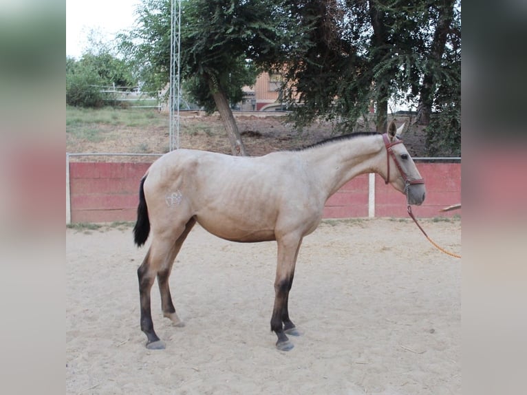 PRE Merrie 2 Jaar 167 cm Falbe in La Puebla Del Rio