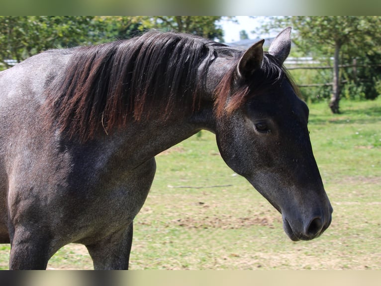 PRE Merrie 2 Jaar 167 cm Schimmel in Alveringem